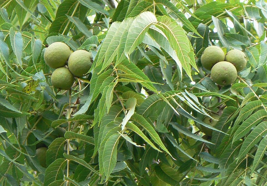 Black Walnut close-up