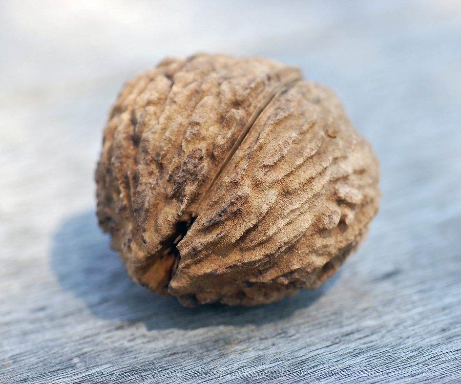 Full plant of Black Walnut