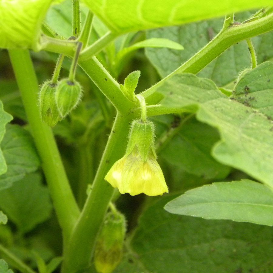 Ground Cherry close-up