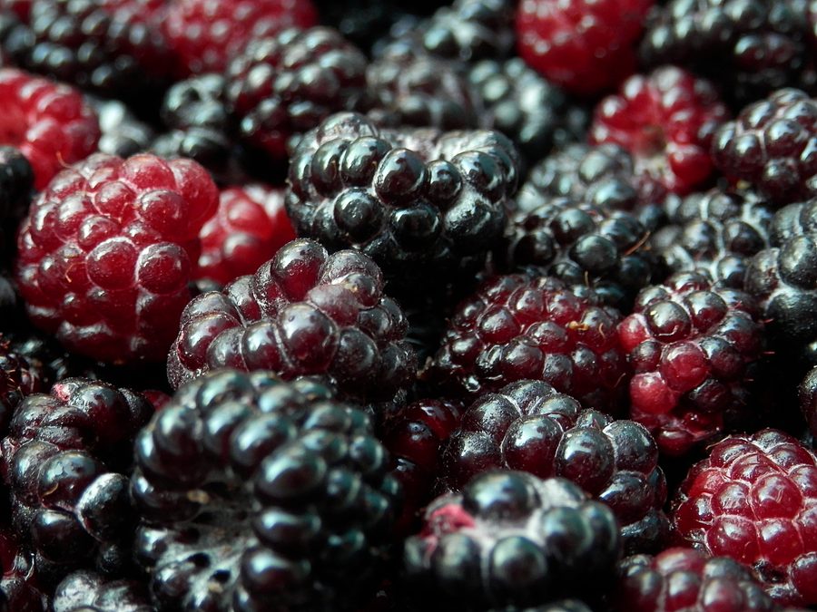 Full plant of Wild Black Raspberry