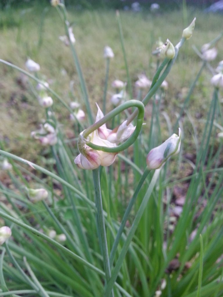 Full plant of Wild Onion