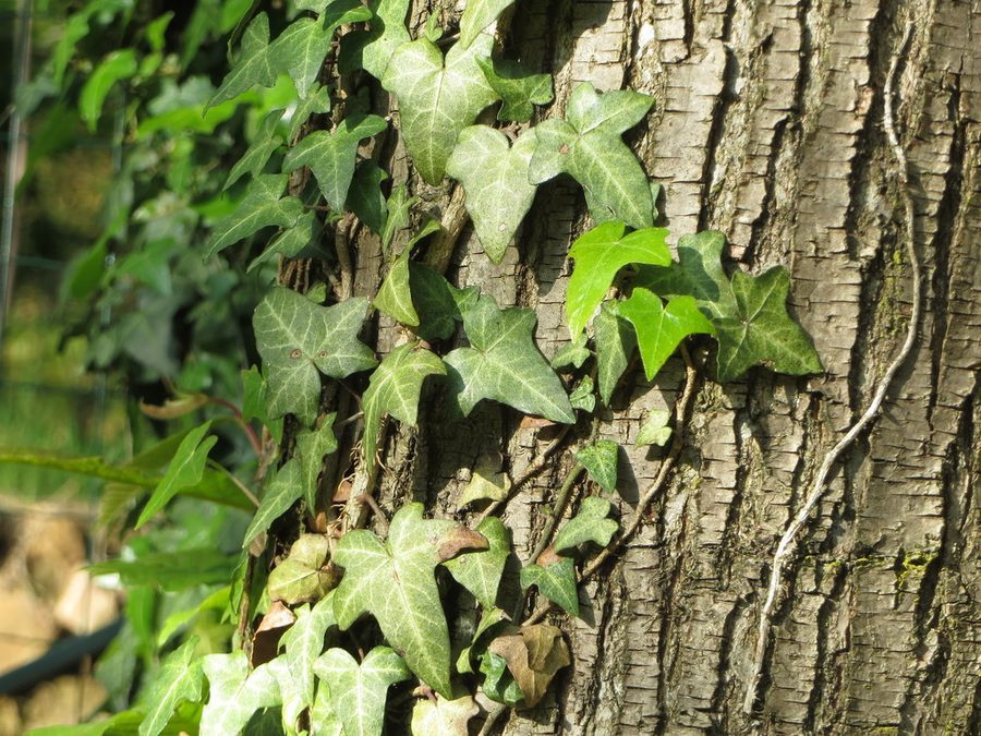Full plant of English Ivy