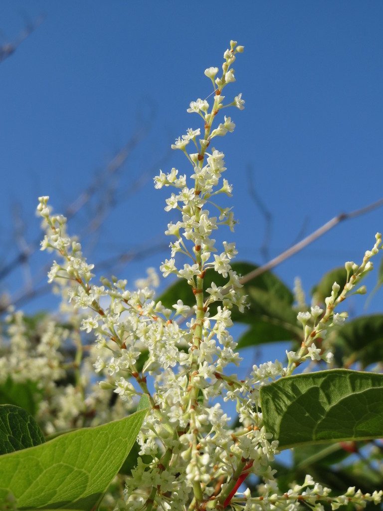 Full plant of Japanese Knotweed