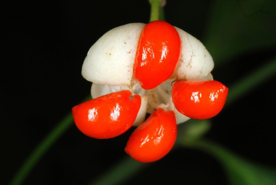 Full plant of Wintercreeper