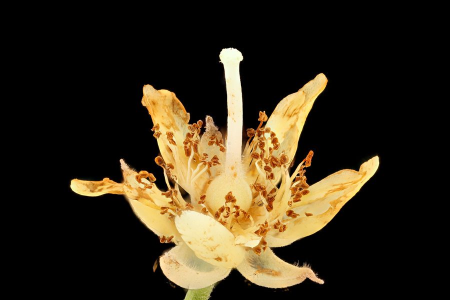 Flower of American Linden