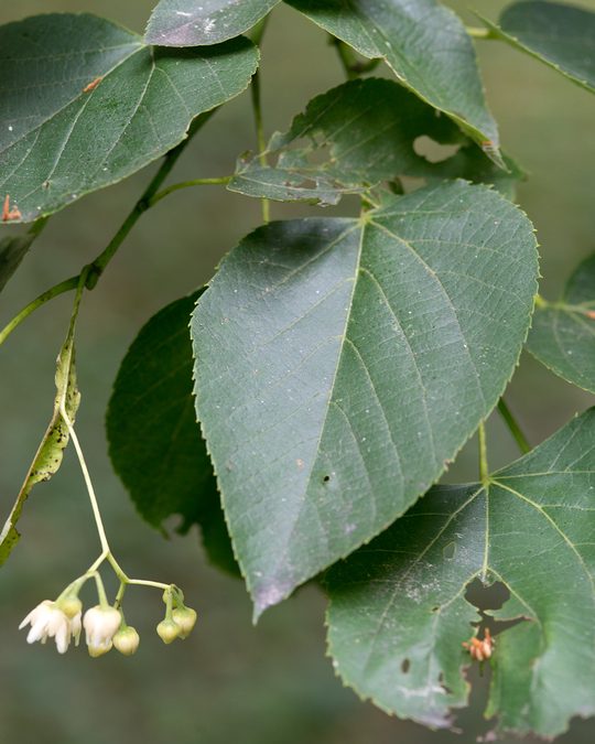 Full plant of American Linden