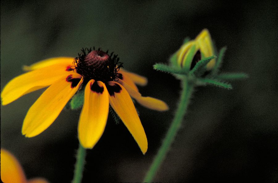 Full plant of Black-eyed Susan