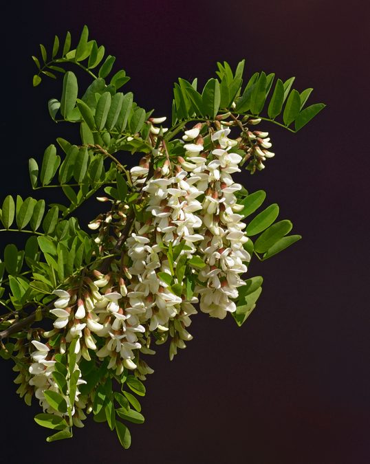 Flower of Black Locust