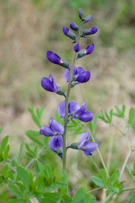 Flower of Blue Wild Indigo