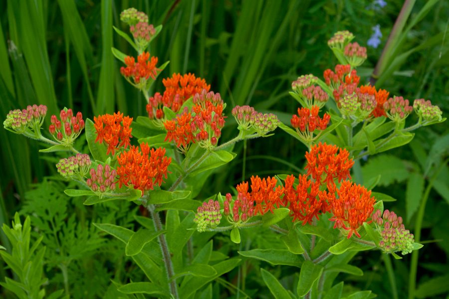 Flower of Butterfly Weed