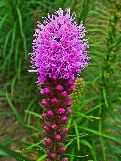 Flower of Dense Blazing Star