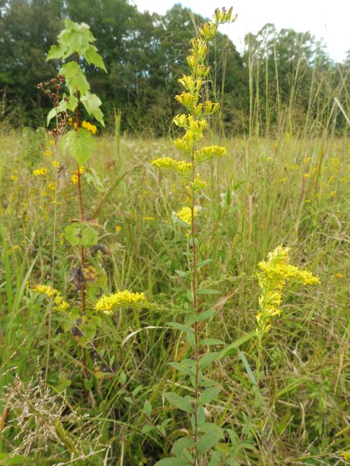 Full plant of Goldenrod