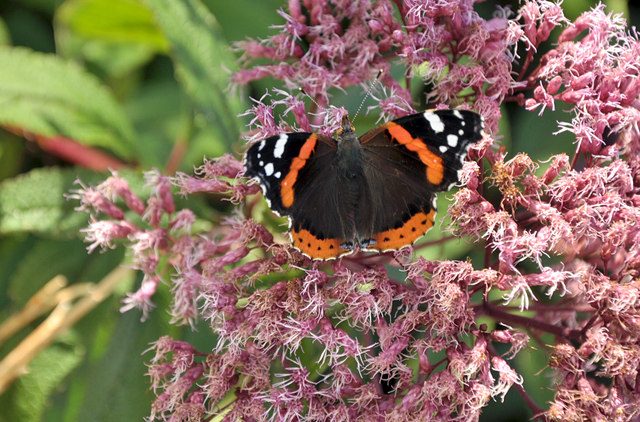 Flower of Joe-Pye Weed