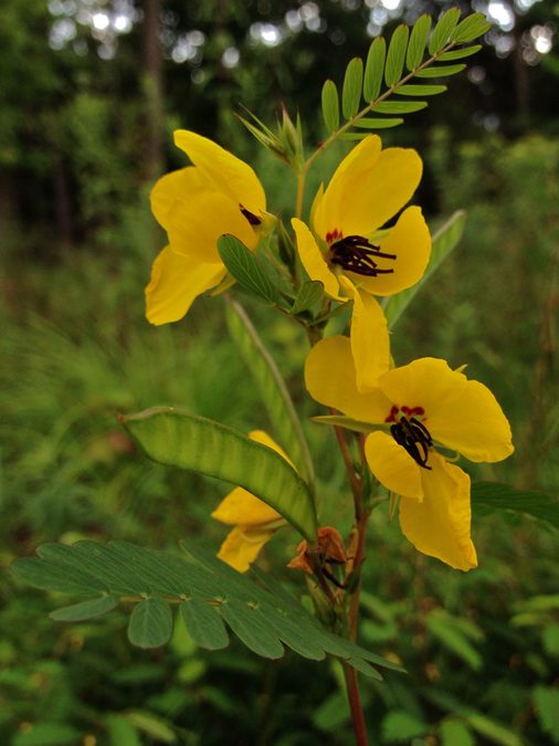 Flower of Partridge Pea