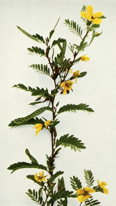 Full plant of Partridge Pea