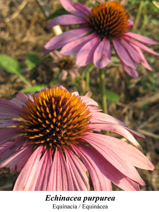 Flower of Purple Coneflower