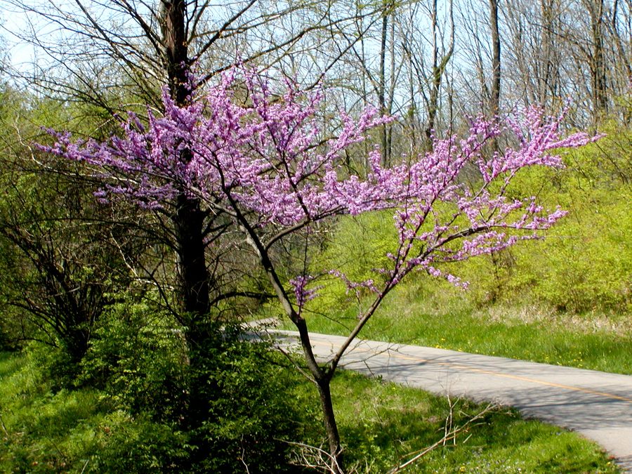 Full plant of Redbud