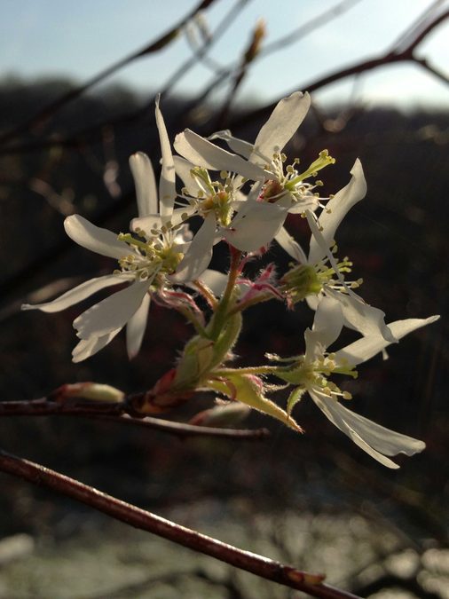 Flower of Serviceberry