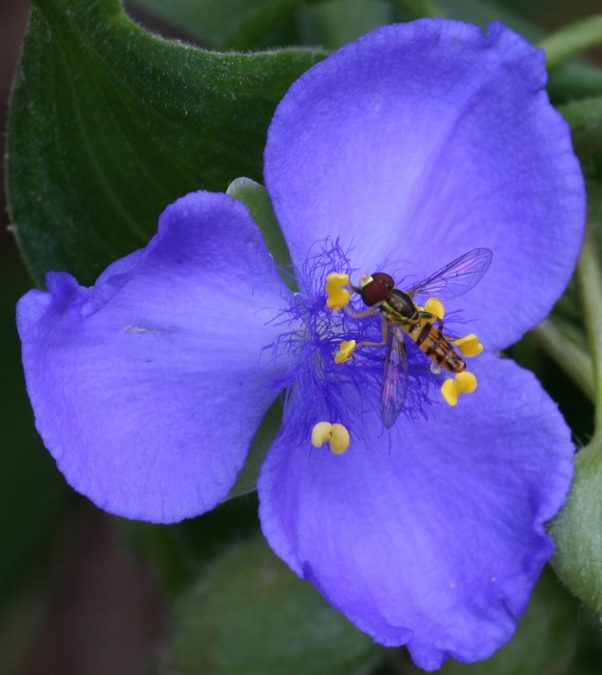Full plant of Spiderwort