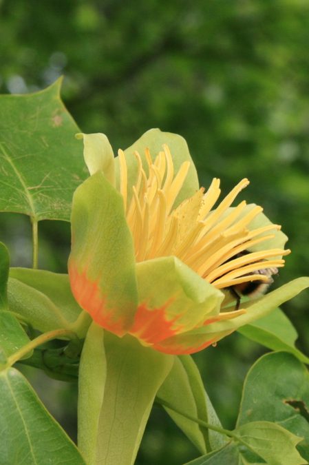 Flower of Tulip Poplar