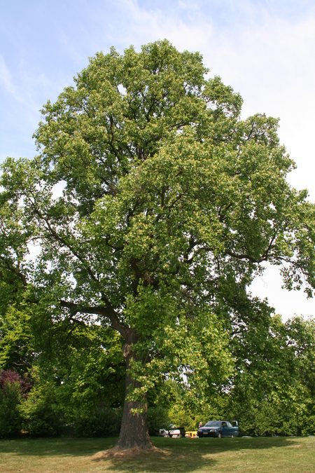 Full plant of Tulip Poplar