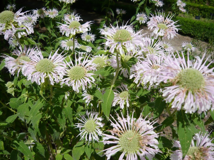Full plant of Wild Bergamot