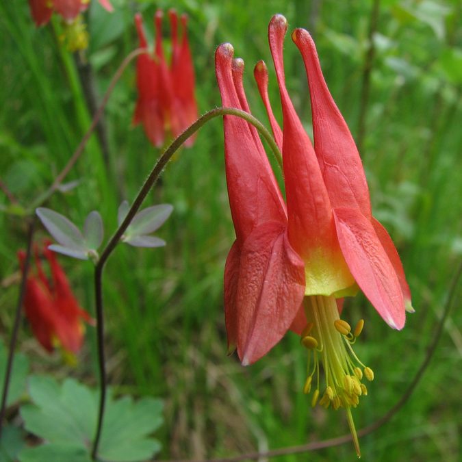Flower of Wild Columbine
