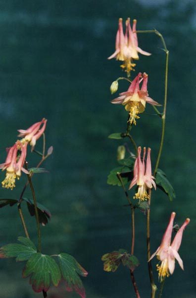Full plant of Wild Columbine