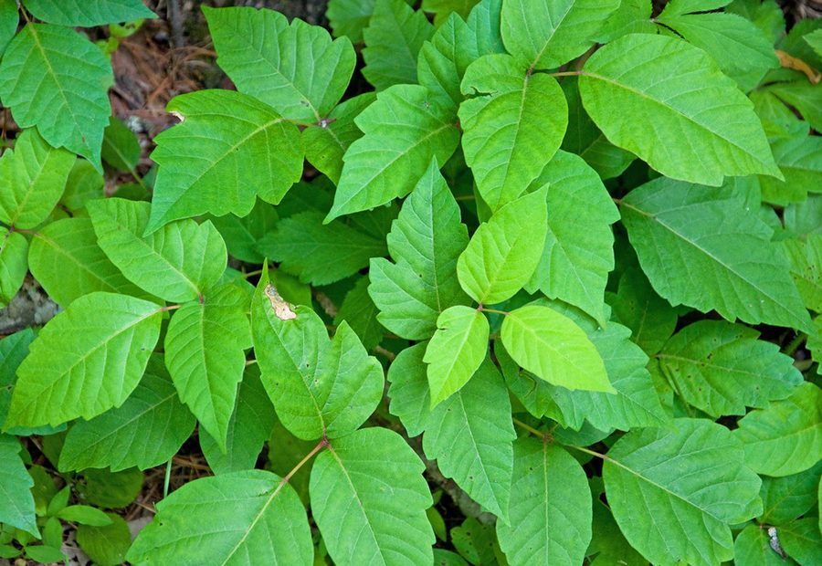 Poison Ivy close-up